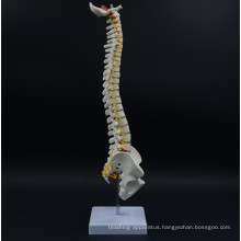 New product life-size education anatomical spine model